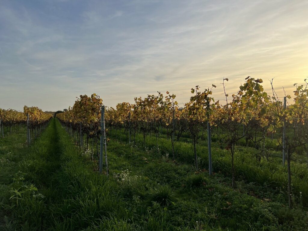 Vendita azienda vitivinicola zona Montalcino